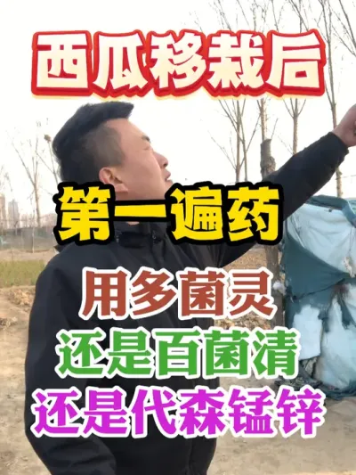 西瓜移栽后第一遍药到底是用多菌灵还是百菌清还是代森锰锌 #西瓜种植 #农业种植 #种植小技巧 #传播农业小知识 #分享农业知识帮农民增产增收