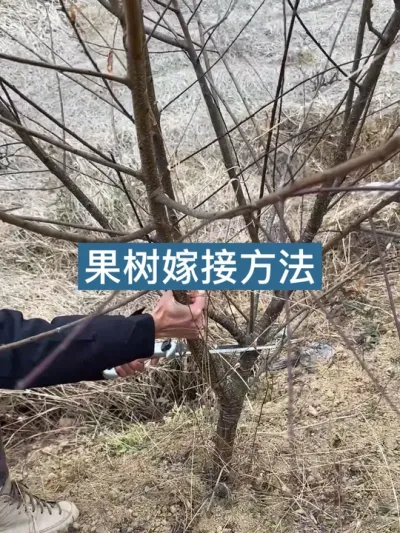 又到了非常适合嫁接果树的季节，用桃树嫁接一颗李子 #新农人计划2025 #果树嫁接