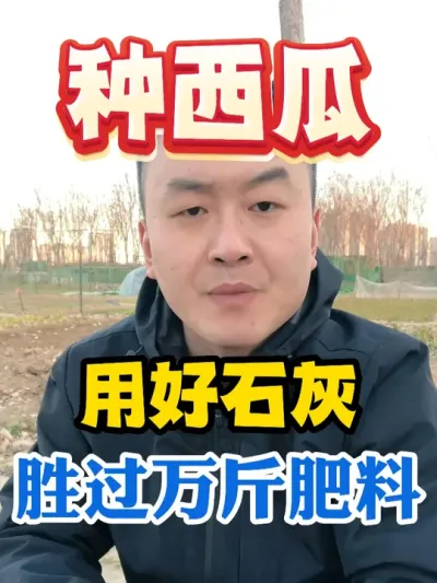 种西瓜用好石灰胜过万斤肥料 #分享农业知识帮农民增产增收 #种植小技巧 #西瓜种植 #农业种植 #传播农业小知识