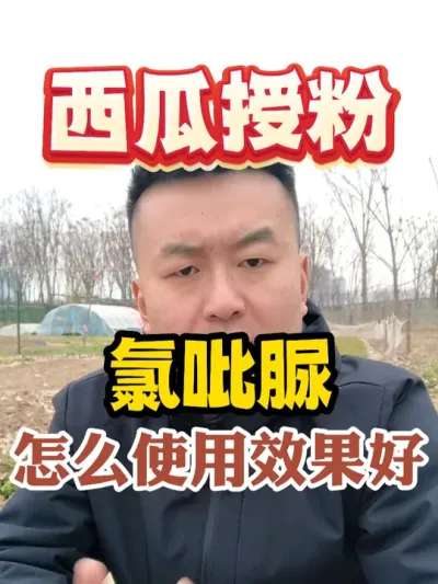 西瓜授粉氯吡脲怎么使用效果好 #西瓜种植 #农业种植 #种植小技巧 #传播农业小知识 #分享农业知识帮农民增产增收