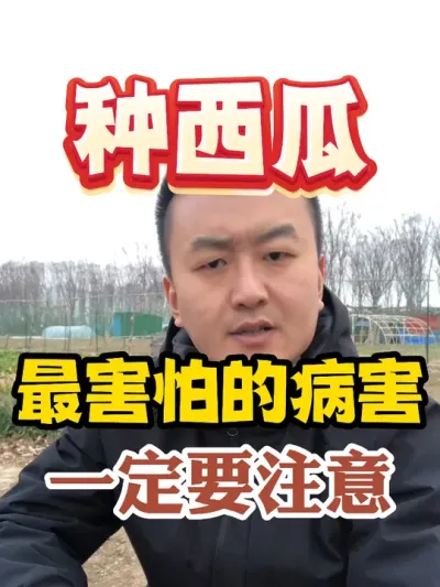 西瓜最害怕的一种病害一定要注意 #西瓜种植 #农业种植 #种植小技巧 #传播农业小知识 #分享农业知识帮农民增产增收
