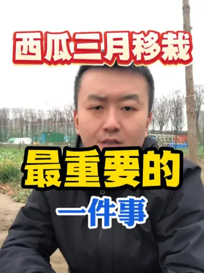 三月份西瓜开始移栽最重要的一件事 #西瓜种植 #农业种植 #种植小技巧 #传播农业小知识 #分享农业知识帮农民增产增收