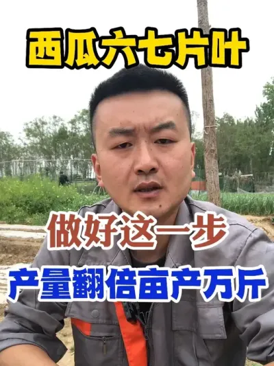 西瓜六七片叶做好这一步产量翻倍亩产万斤 #西瓜种植 #农业种植 #种植小技巧 #传播农业小知识 #分享农业知识帮农民增产增收