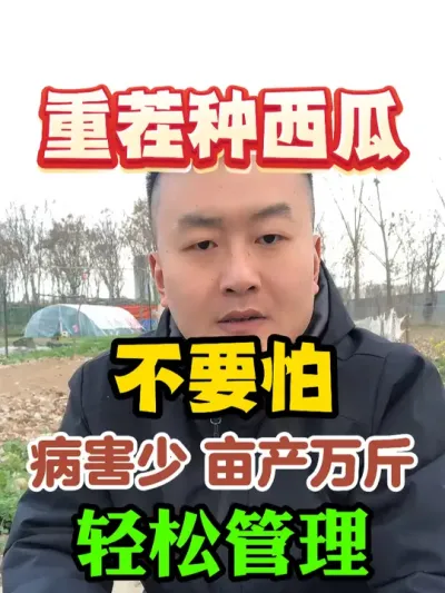 重茬种西瓜不用怕这样管理病害少亩产万斤 #西瓜种植 #农业种植 #种植小技巧 #传播农业小知识 #分享农业知识帮农民增产增收益