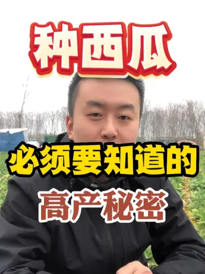 种西瓜必须要知道的高产秘密 #西瓜种植 #农业种植 #种植小技巧 #传播农业小知识 #分享农业知识帮农民增产增收