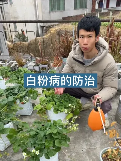 春季是植物白粉病高发期，如何预防和治疗白粉病 ，春季草莓、月季、绣球等植物都比较容易发生白粉病，一个视频教你解决。#病虫害防治