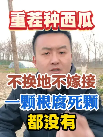 重茬种西瓜不换地不嫁接一颗根腐死颗都没有 #西瓜种植 #农业种植 #种植小技巧 #传播农业小知识 #分享农业知识帮农民增产增收