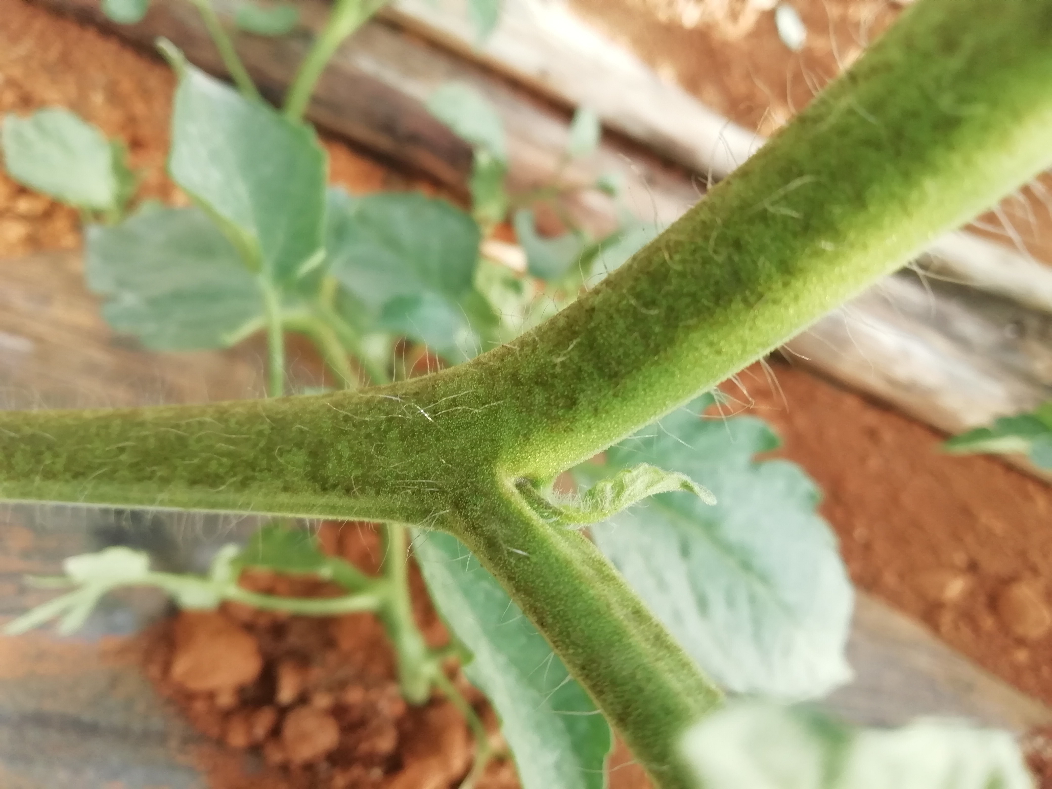 番茄的茎上有黑斑是得细菌性病害吗?