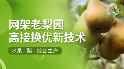 网架老梨园高接换优新技术