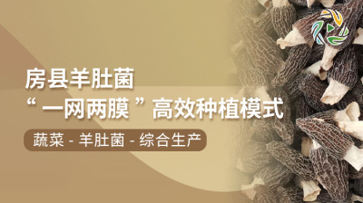房县羊肚菌&ldquo;一网两膜&rdquo;高效种植模式