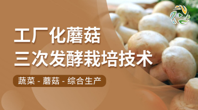工厂化蘑菇三次发酵栽培技术