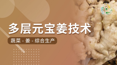 多层元宝姜技术