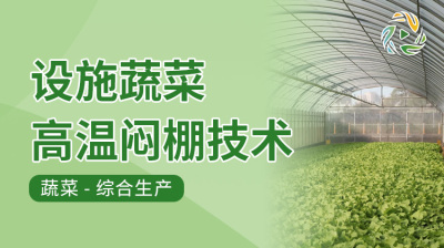 设施蔬菜高温闷棚技术