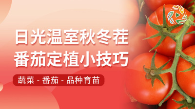 日光温室秋冬茬番茄定植小技巧