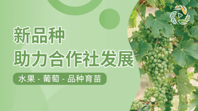 新品种助力合作社发展