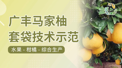 广丰马家柚套袋技术示范