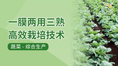 一膜两用三熟高效栽培技术