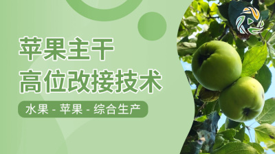 苹果主干高位改接技术