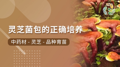 灵芝菌包的正确培养