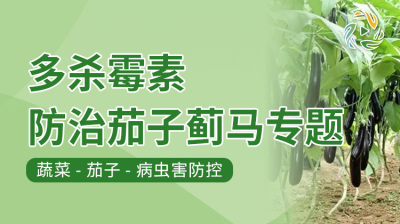 多杀霉素防治茄子蓟马专题