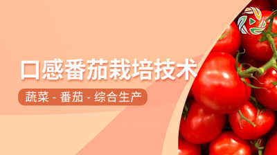 口感番茄栽培技术