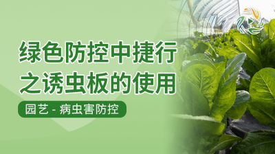 绿色防控中捷行之诱虫板的使用