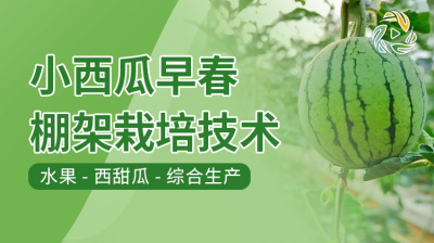 小西瓜早春棚架栽培技术