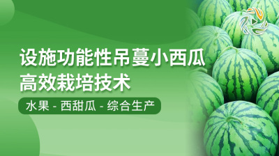 设施功能性吊蔓小西瓜高效栽培技术
