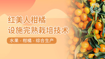 红美人柑橘设施完熟栽培技术