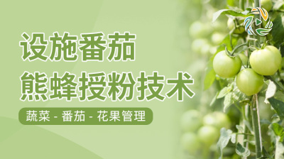 设施番茄熊蜂授粉技术