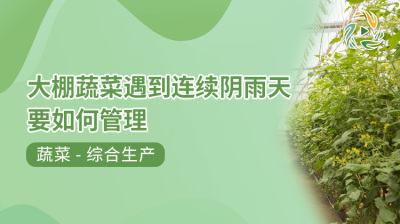 大棚蔬菜遇到连续阴雨天要如何管理