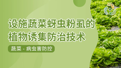 设施蔬菜蚜虫粉虱的植物诱集防治技术