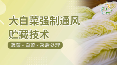 大白菜强制通风贮藏技术