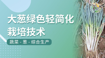 大葱绿色轻简化栽培技术