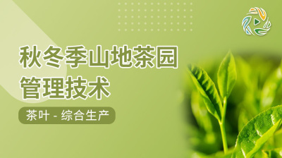 秋冬季山地茶园管理技术