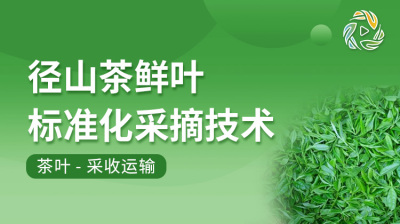 径山茶鲜叶标准化采摘技术