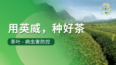 用英威，种好茶