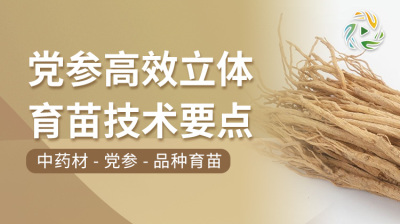 党参高效立体育苗技术要点