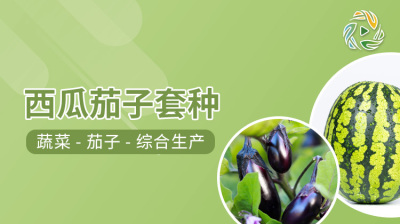 西瓜茄子套种