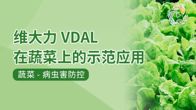 维大力VDAL在蔬菜上的示范应用