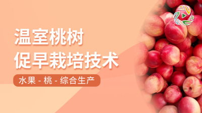 温室桃树促早栽培技术