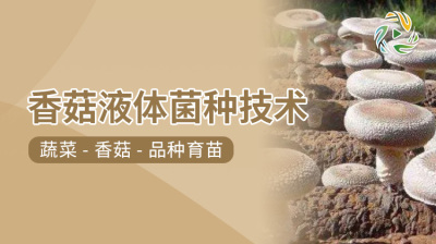 香菇液体菌种技术