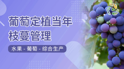 葡萄定植当年枝蔓管理