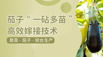 茄子&ldquo;一砧多苗&rdquo;高效嫁接技术