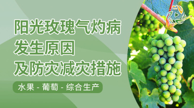 阳光玫瑰气灼病发生原因及防灾减灾措施