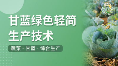 甘蓝绿色轻简生产技术