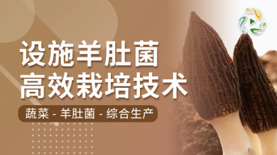 设施羊肚菌高效栽培技术