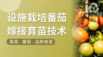 设施栽培番茄嫁接育苗技术