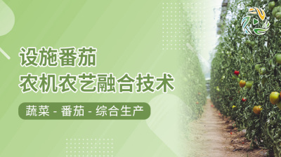 设施番茄农机农艺融合技术