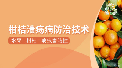 柑桔溃疡病防治技术